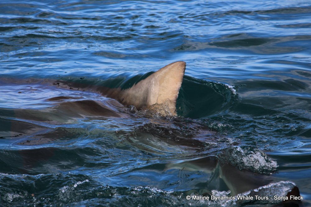 bronze whaler shark, whale watching, gansbaai, south africa,