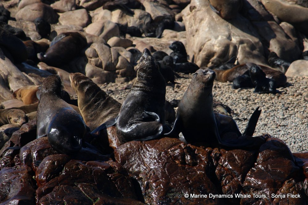 cape fur seal, whale watching, gansbaai, south africa