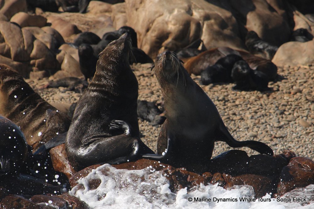 cape fur seal, whale watching, gansbaai, south africa