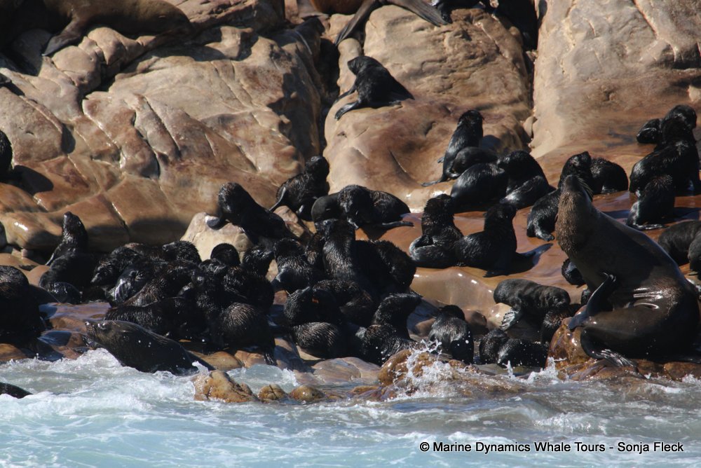 cape fur seal, whale watching, gansbaai, south africa
