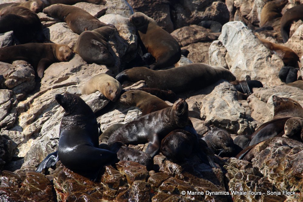 cape fur seal, whale watching, gansbaai, south africa