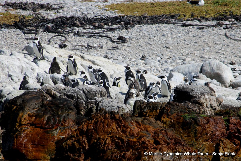 african penguin, whale watching, gansbaai, south africa