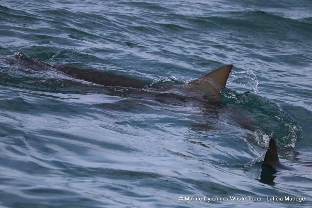 bronze whaler shark, whale watching, gansbaai, south africa,