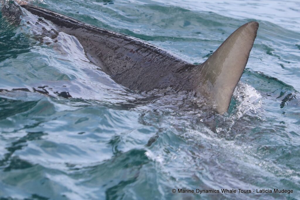 bronze whaler shark, whale watching, gansbaai, south africa,