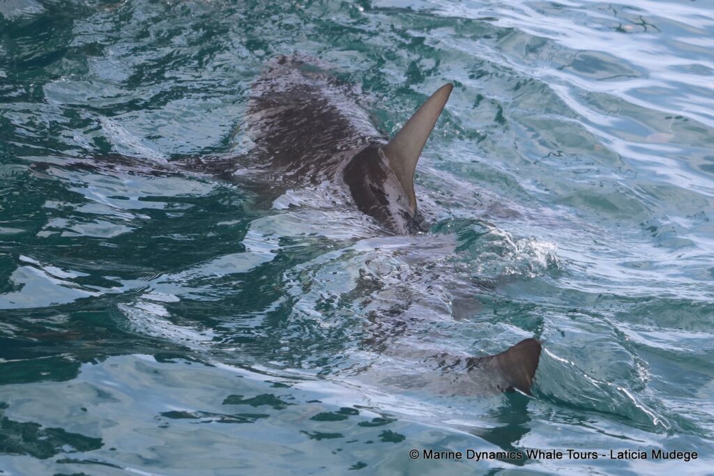 bronze whaler shark, whale watching, gansbaai, south africa,