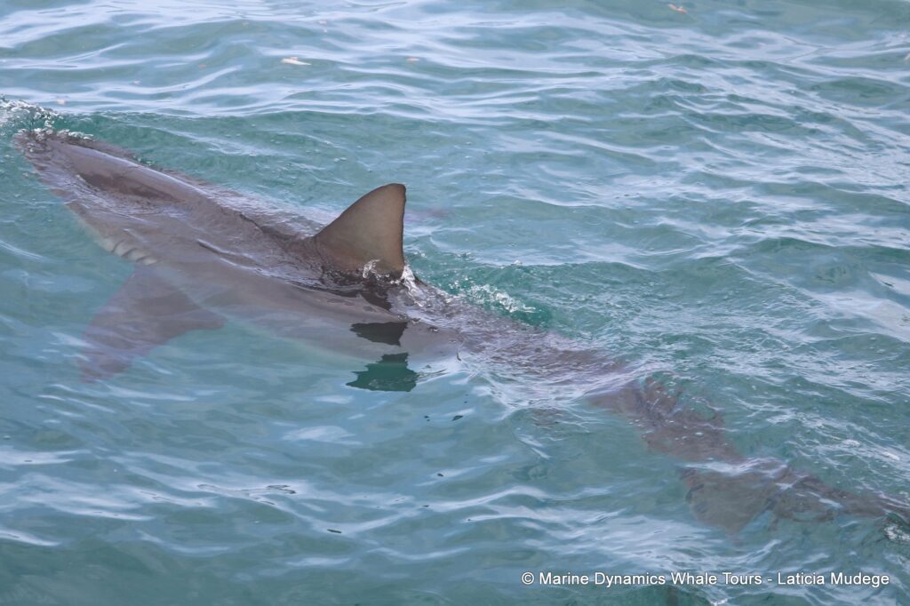 bronze whaler shark, whale watching, gansbaai, south africa,