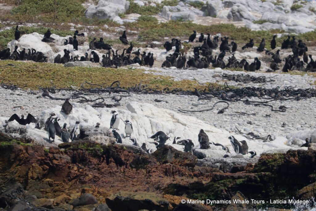 african penguin, whale watching, gansbaai, south africa