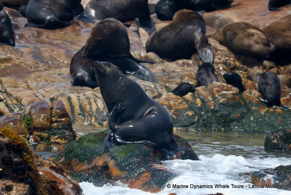 cape fur seal, whale watching, gansbaai, south africa