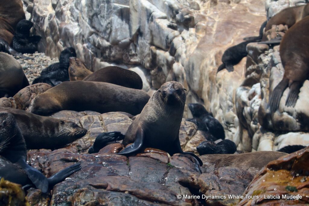 cape fur seal, whale watching, gansbaai, south africa