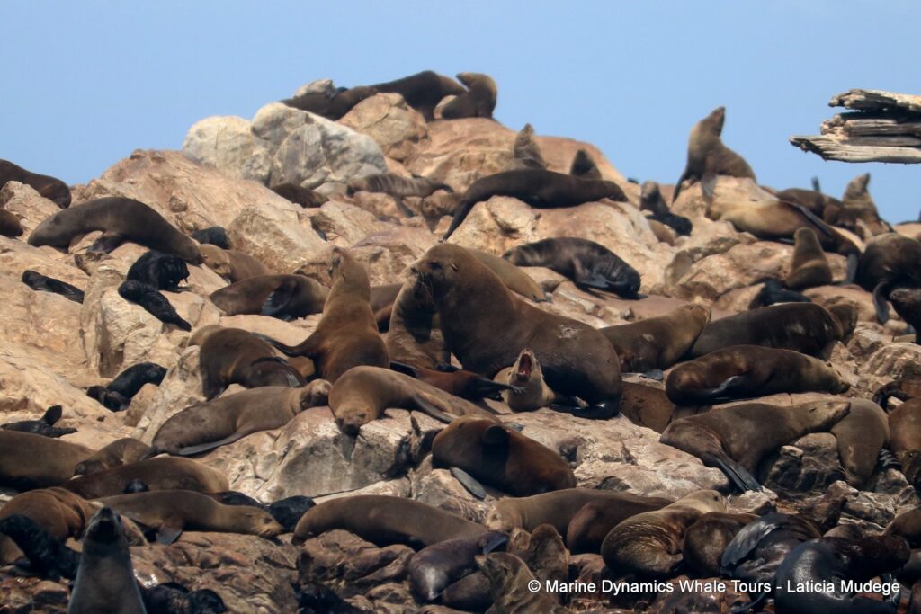 cape fur seal, whale watching, gansbaai, south africa