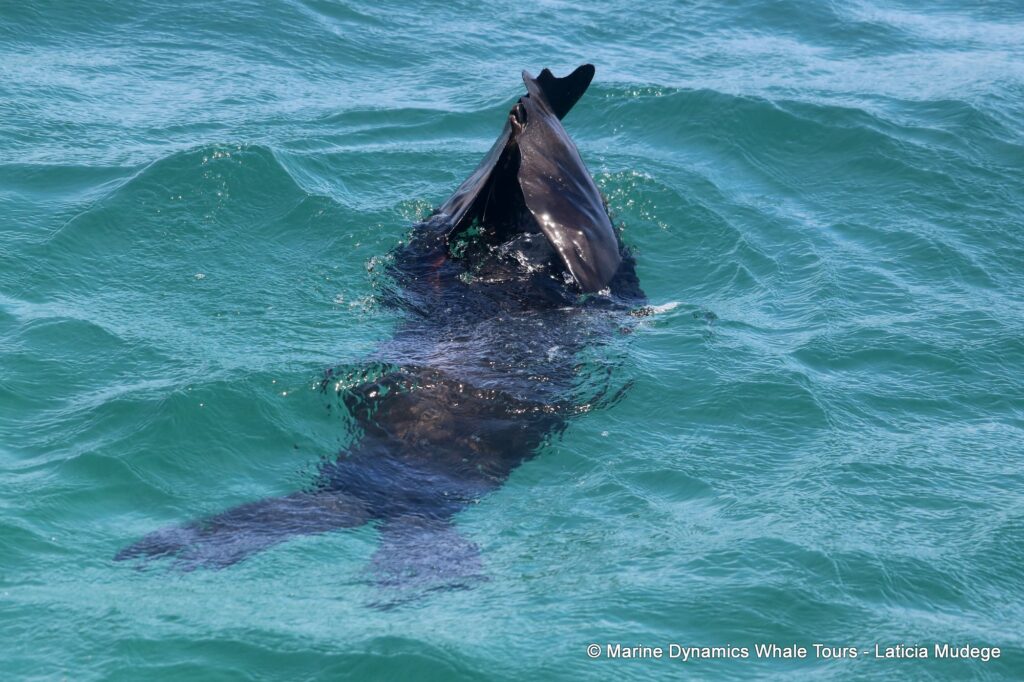 cape fur seal, whale watching, gansbaai, south africa