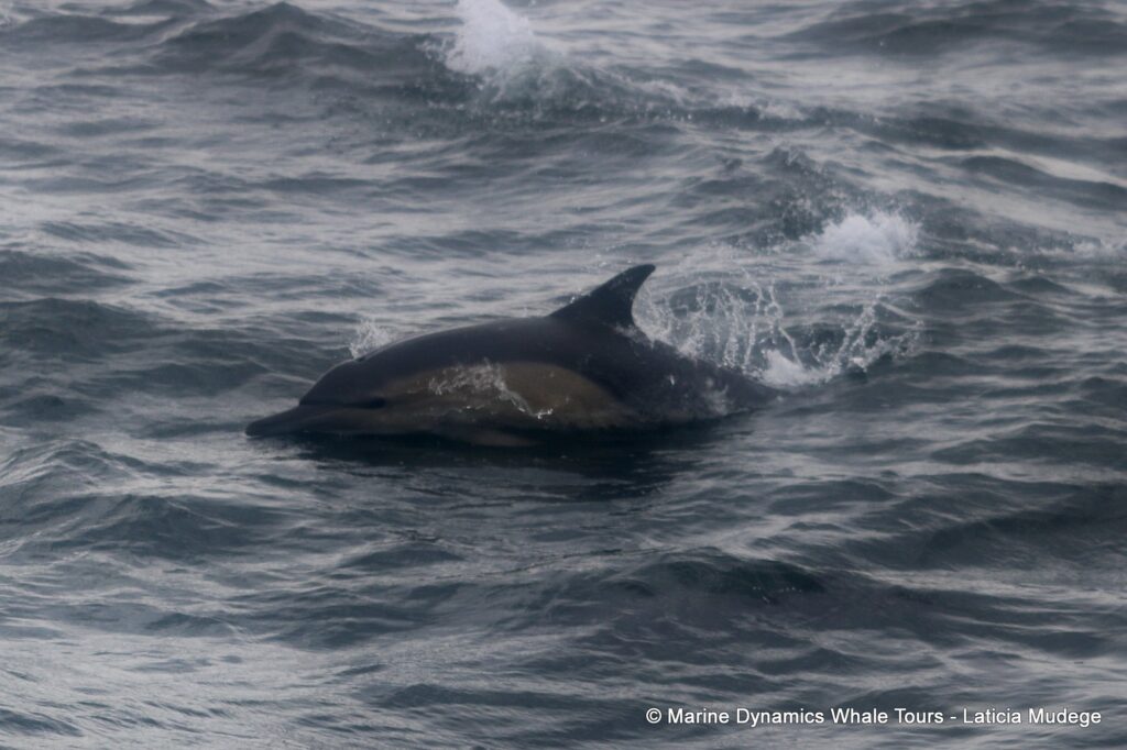 common dolphin, whale watching, gansbaai, south africa