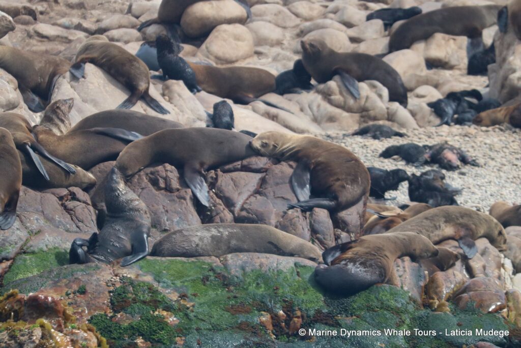 cape fur seal, whale watching, gansbaai, south africa