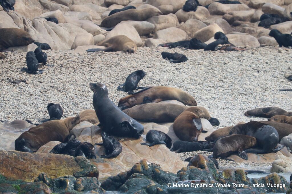 cape fur seal, whale watching, gansbaai, south africa