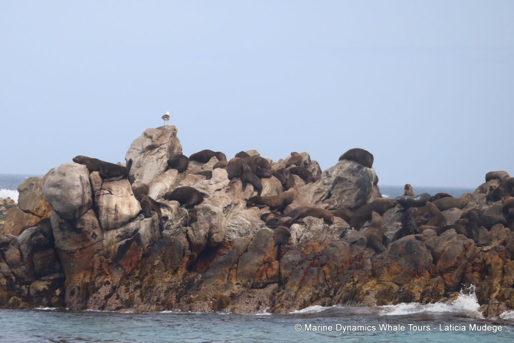 cape fur seal, whale watching, gansbaai, south africa