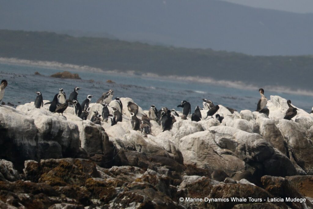 african penguin, whale watching, gansbaai, south africa