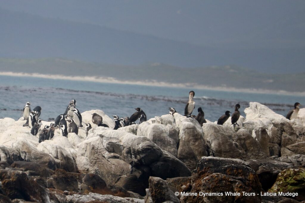 african penguin, whale watching, gansbaai, south africa