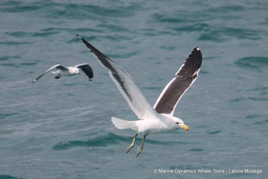 gull, whale watching, gansbaai, south africa,