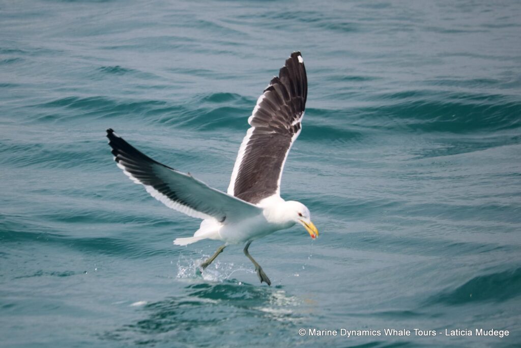 gull, whale watching, gansbaai, south africa,
