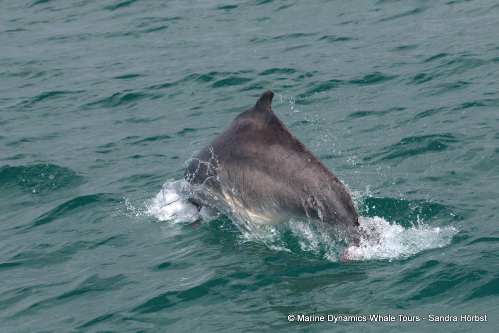 humpback dolphin, whale watching, gansbaai, south africa