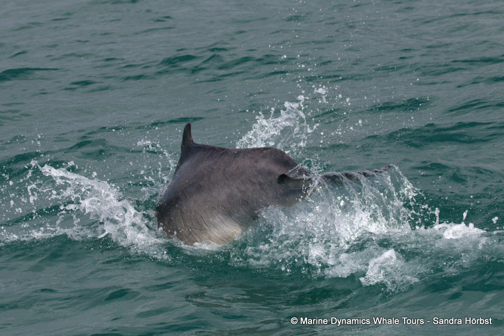 humpback dolphin, whale watching, gansbaai, south africa