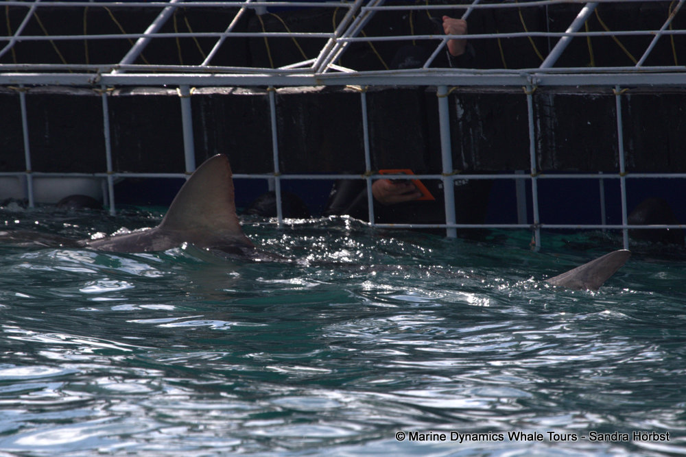 bronze whaler shark, whale watching, gansbaai, south africa,