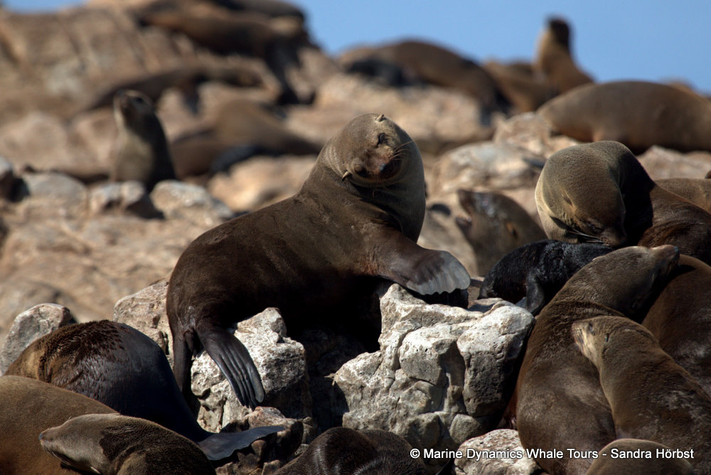 cape fur seal, whale watching, gansbaai, south africa