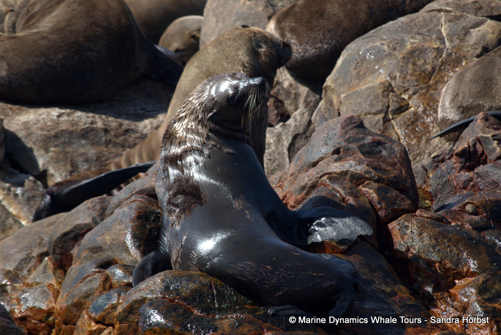cape fur seal, whale watching, gansbaai, south africa
