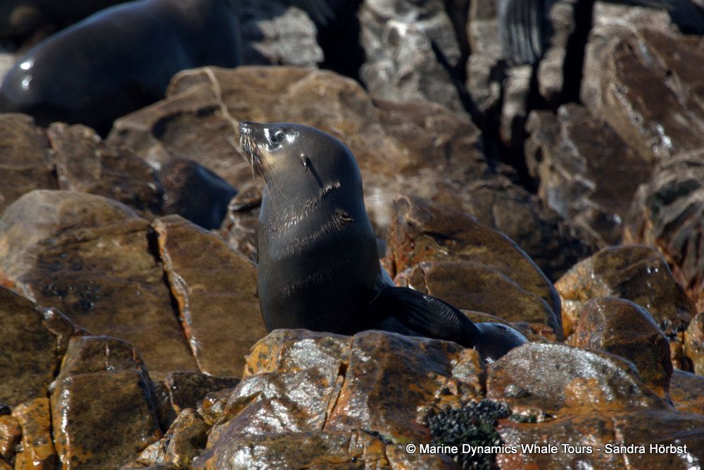 cape fur seal, whale watching, gansbaai, south africa