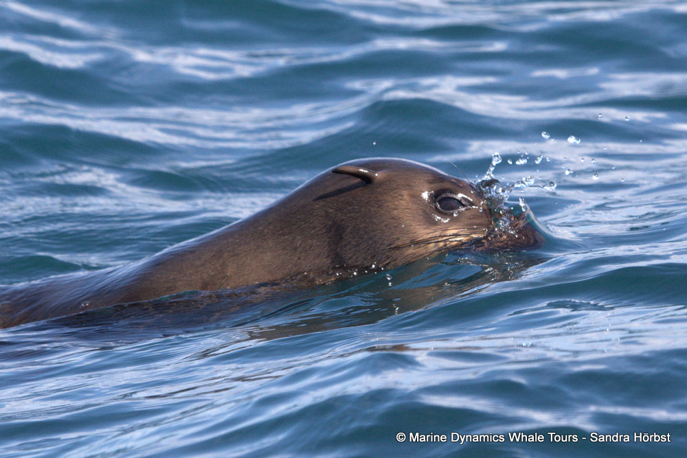 cape fur seal, whale watching, gansbaai, south africa