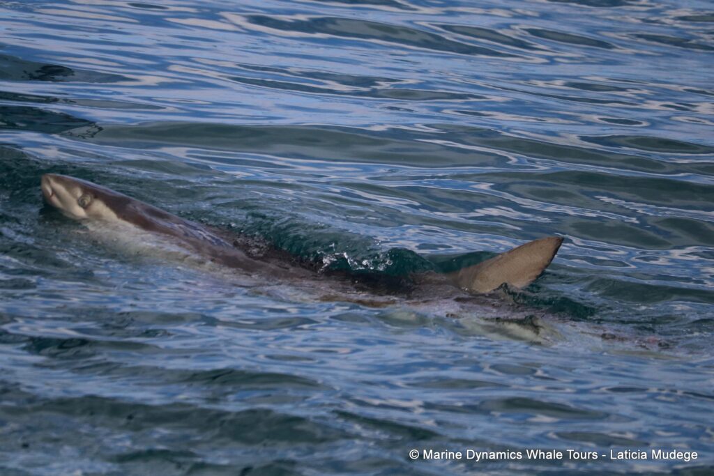 bronze whaler shark, whale watching, gansbaai, south africa,