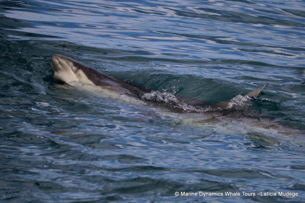bronze whaler shark, whale watching, gansbaai, south africa,