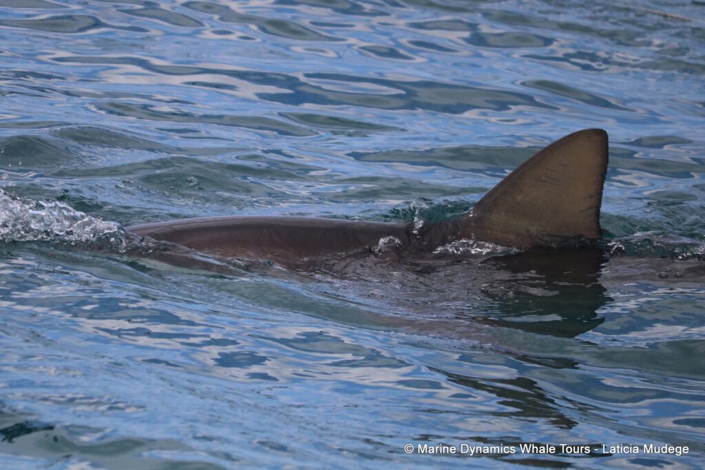 bronze whaler shark, whale watching, gansbaai, south africa,