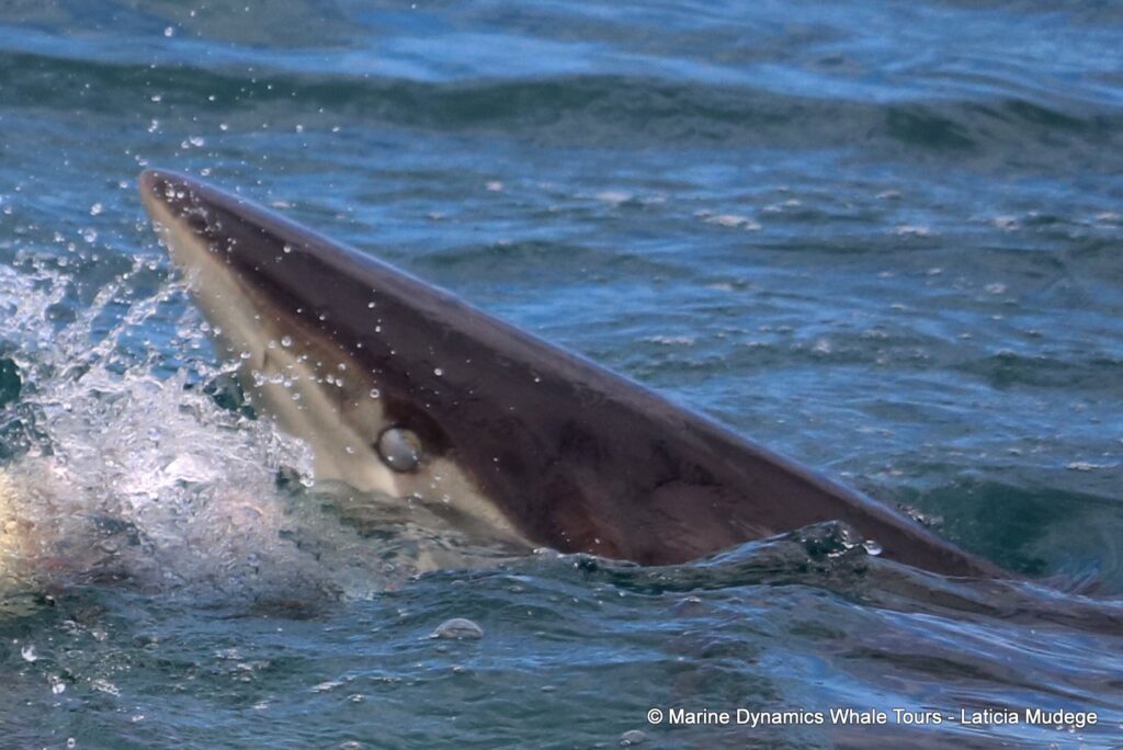 bronze whaler shark, whale watching, gansbaai, south africa,