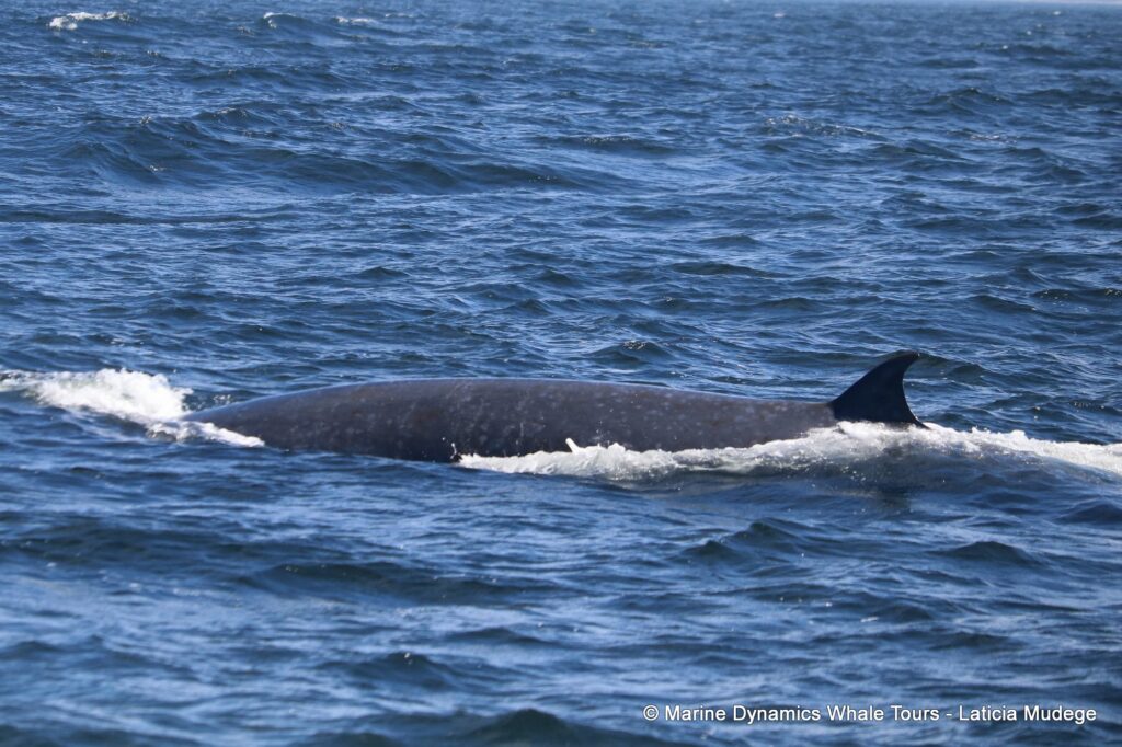 bryde's whale, whale watching, gansbaai, south africa,