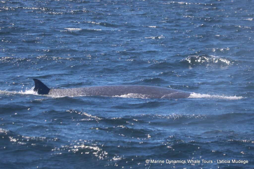 bryde's whale, whale watching, gansbaai, south africa,