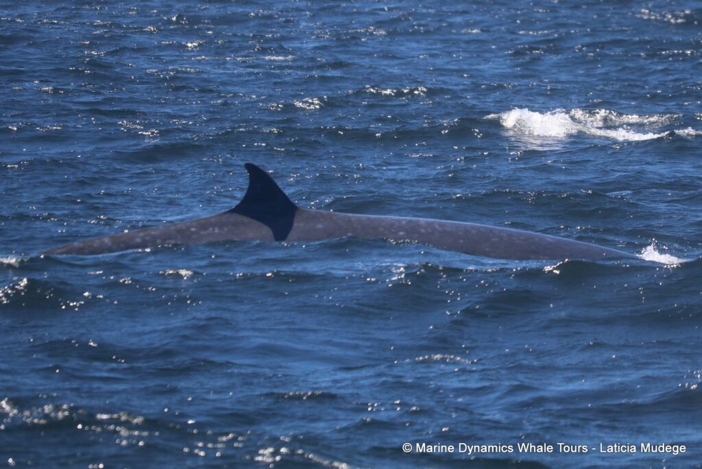 bryde's whale, whale watching, gansbaai, south africa,