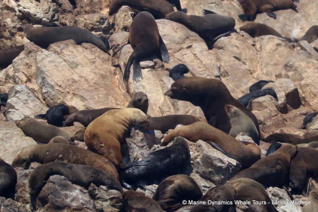 cape fur seal, whale watching, gansbaai, south africa