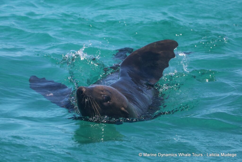 cape fur seal, whale watching, gansbaai, south africa