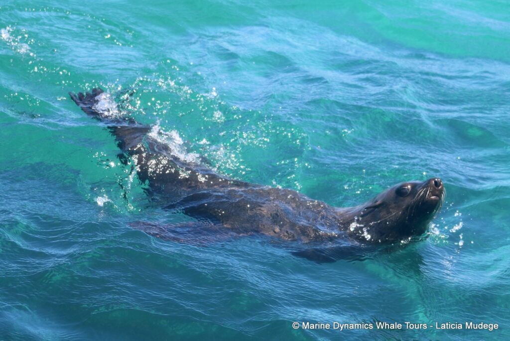 cape fur seal, whale watching, gansbaai, south africa