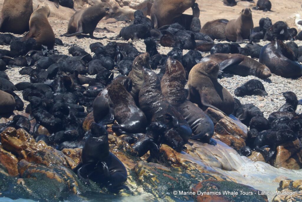 cape fur seal, whale watching, gansbaai, south africa