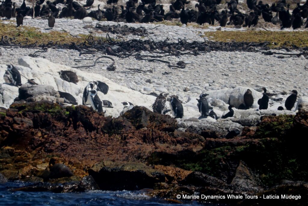 african penguin, whale watching, gansbaai, south africa