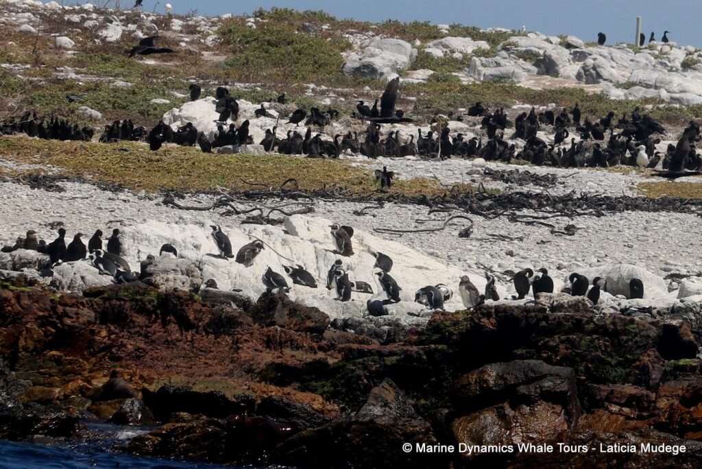 african penguin, whale watching, gansbaai, south africa