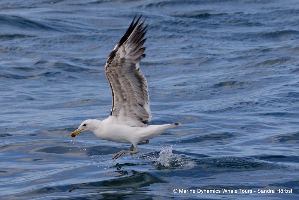 gull, whale watching, gansbaai, south africa,
