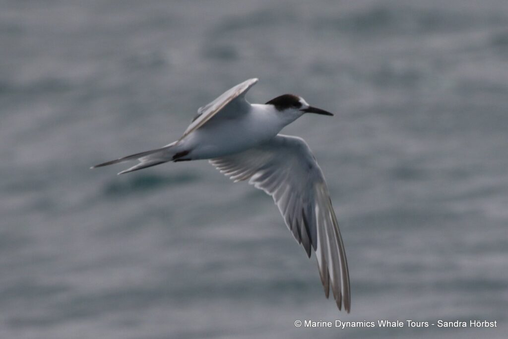 tern, whale watching, gansbaai, south africa,