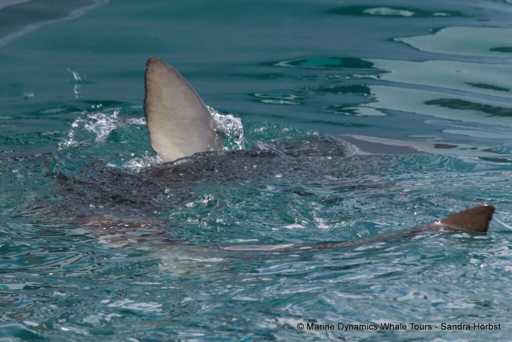 bronze whaler shark, whale watching, gansbaai, south africa,