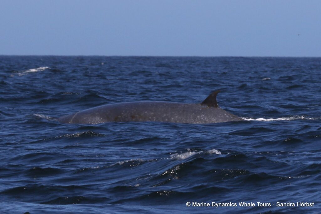 bryde's whale, whale watching, gansbaai, south africa,