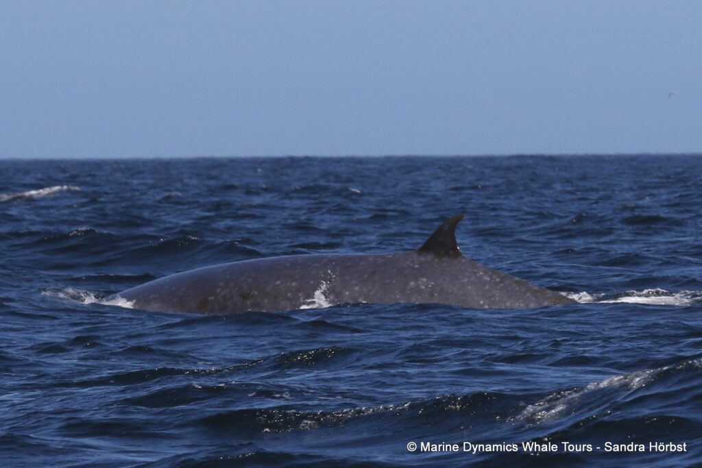 bryde's whale, whale watching, gansbaai, south africa,
