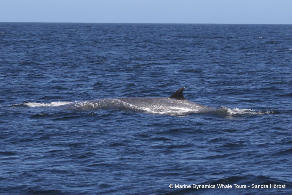 bryde's whale, whale watching, gansbaai, south africa,