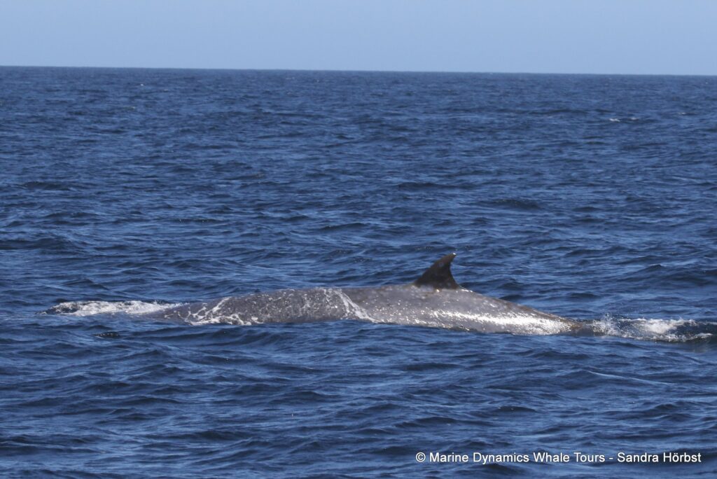 bryde's whale, whale watching, gansbaai, south africa,